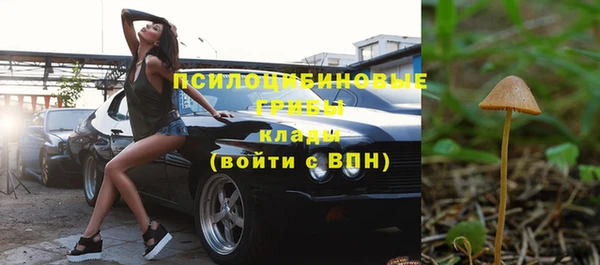 стаф Богданович
